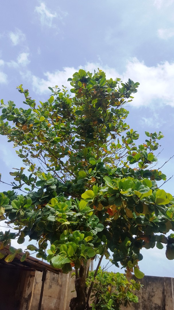 Katappenbaum Terminalia Catappa Seemandelbaum 2 Wochen alt